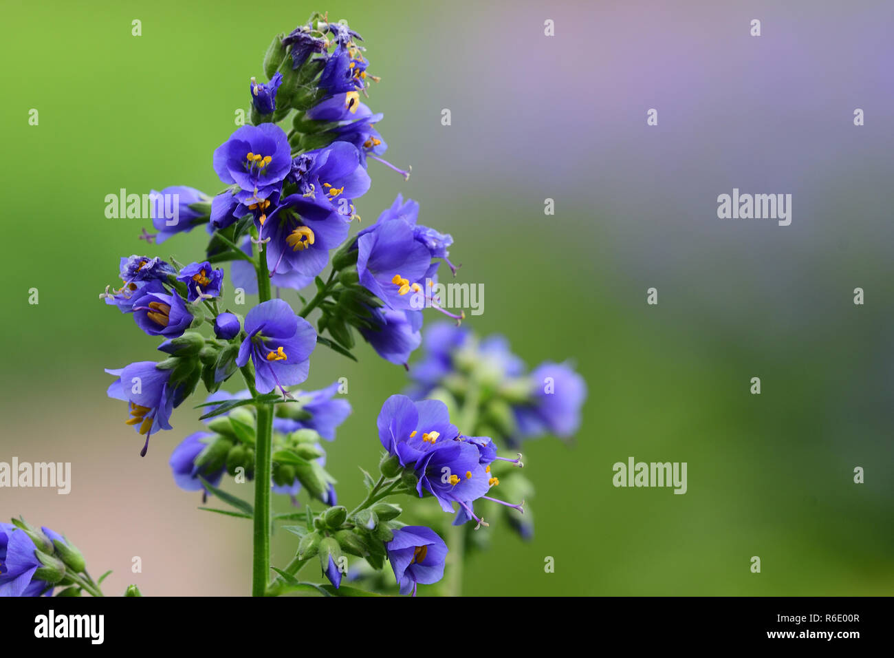 Nahaufnahme eines Polemonium caeruleum Blume (Jacobs Leiter) in voller Blüte Stockfoto