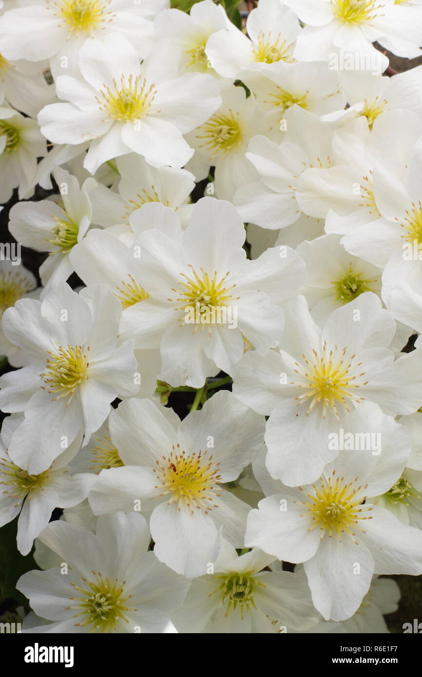 Clematis x cartmanii "Lawine", eine immergrüne Clematis, in Blüte im Frühjahr, Großbritannien Stockfoto