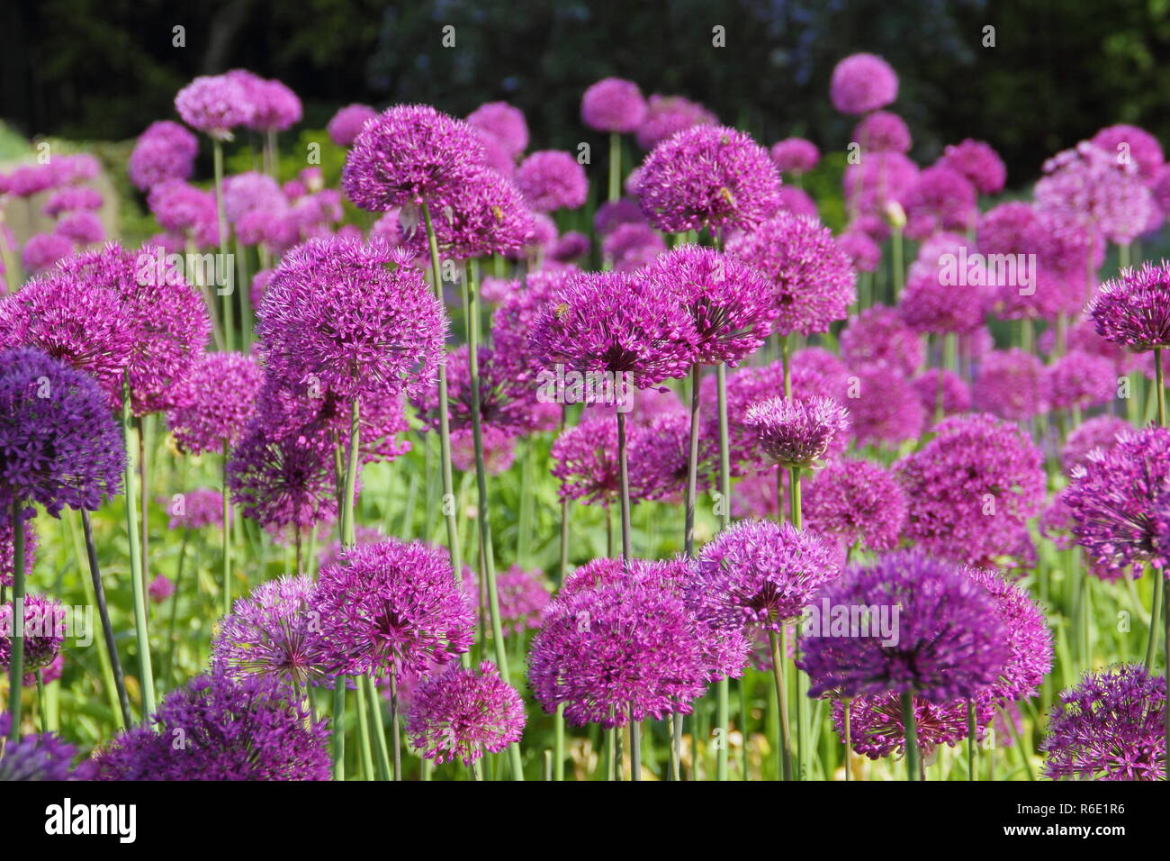Allium hollandicum 'Purple Sensation', oder Niederländische Knoblauch; riesige ornamentale Zwiebeln, Blüte im Garten Grenze, Frühling, Großbritannien Stockfoto