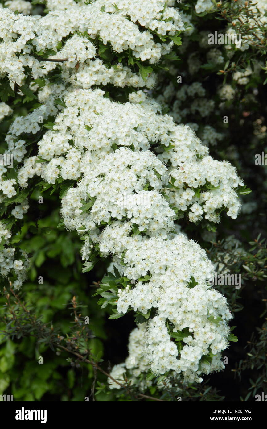 Rosa Moschata. White Spring Blossom von common Hawthorn im Mai Sonnenschein, Großbritannien Stockfoto