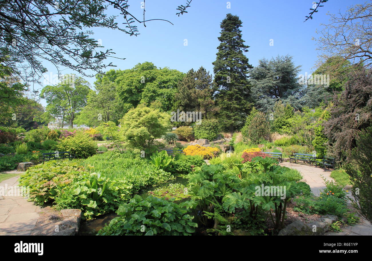 Frühling in den Felsen, und Wasser Garten an der Sheffield Botanischen Gärten, eine Sehenswürdigkeit in der Nähe von Sheffield, Yorkshire, England, Großbritannien Stockfoto