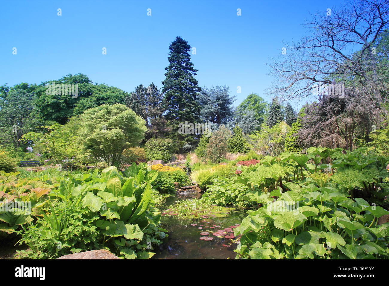 Frühling in den Felsen, und Wasser Garten an der Sheffield Botanischen Gärten, eine Sehenswürdigkeit in der Nähe von Sheffield, Yorkshire, England, Großbritannien Stockfoto