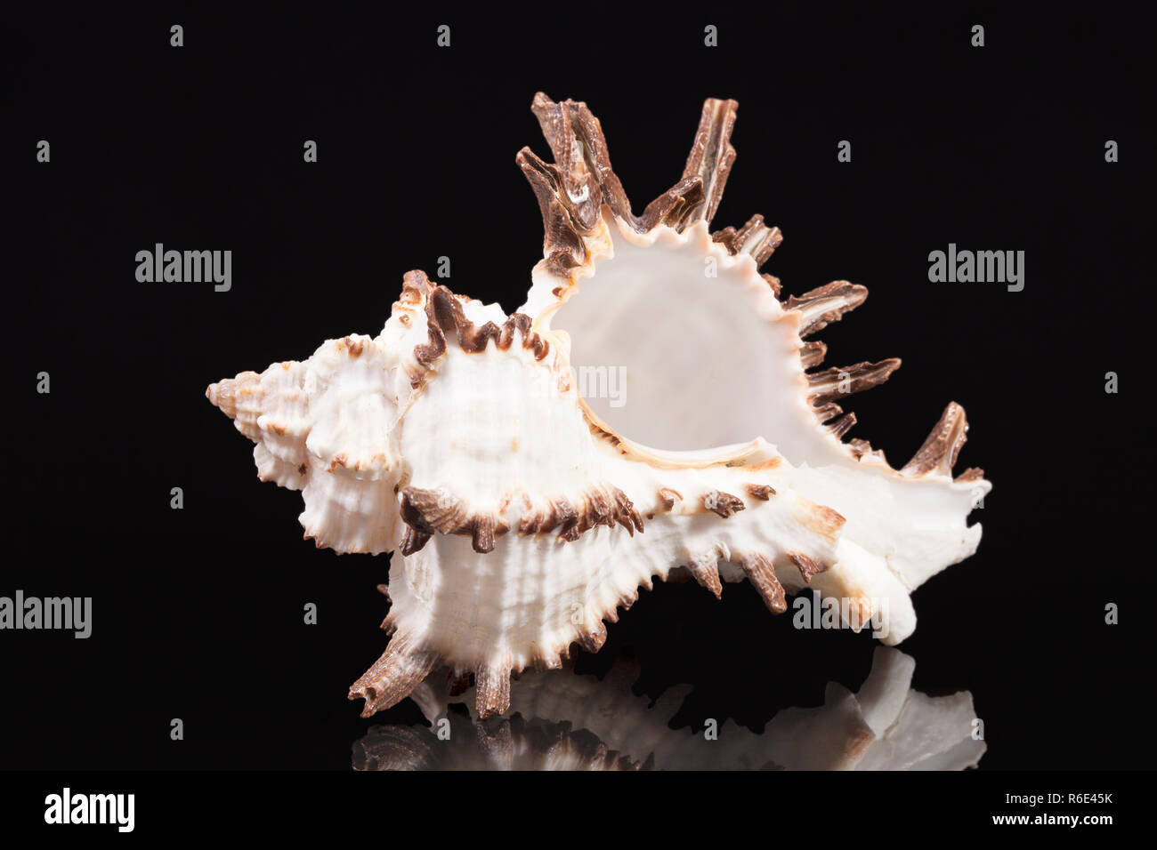 Sea Shell von räuberischen Meer Schnecke Chicoreus ramosus auf schwarzem Hintergrund Stockfoto