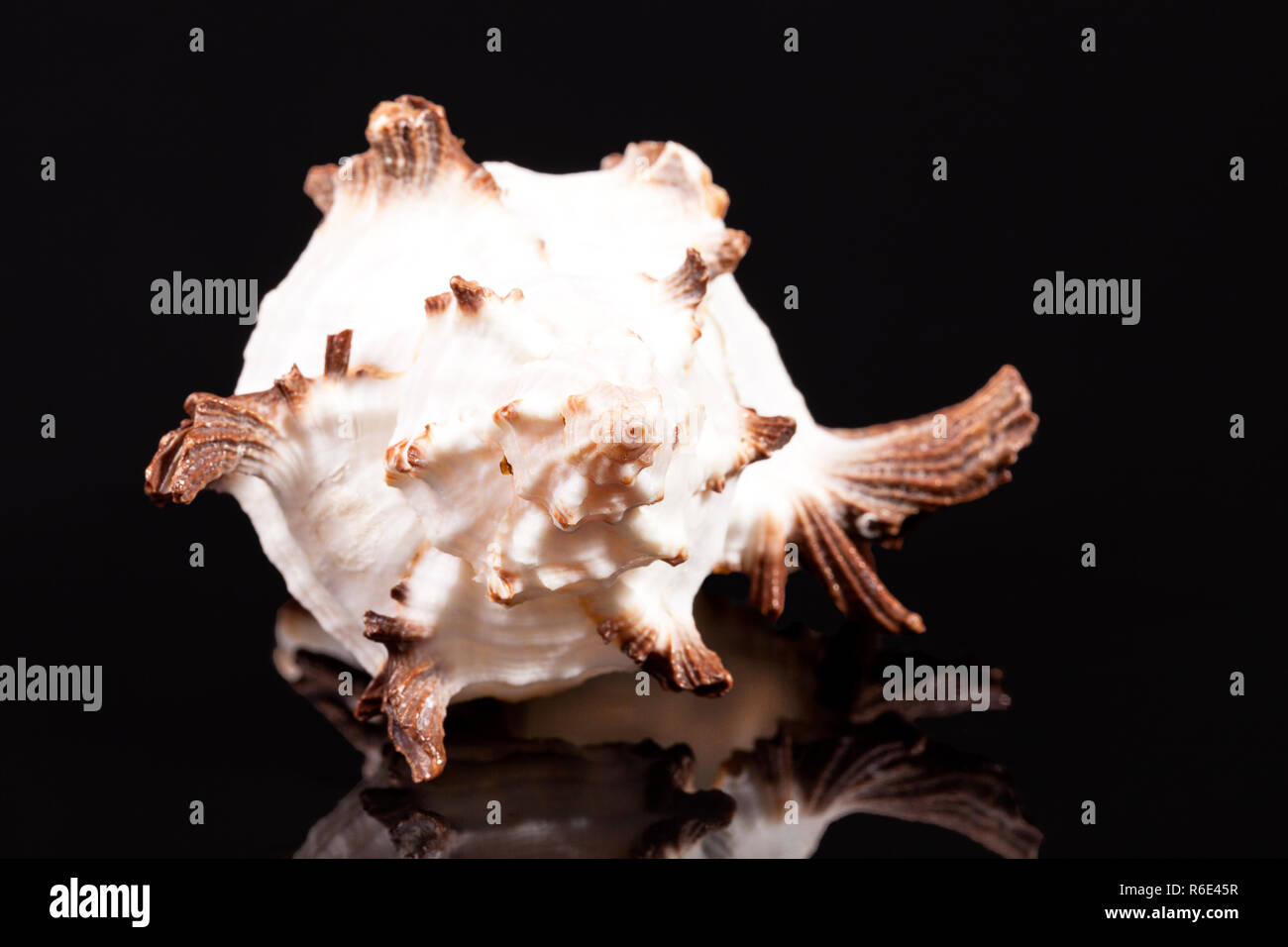 Sea Shell von räuberischen Meer Schnecke Chicoreus ramosus auf schwarzem Hintergrund, Reflexion Stockfoto