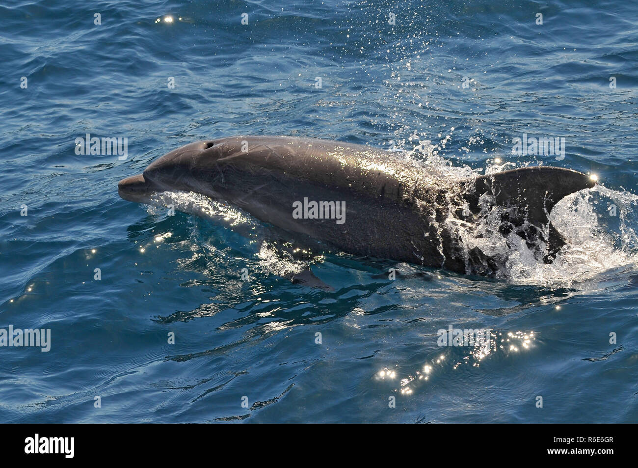 Delfin Schwimmen im klaren Wasser des Port Jackson in der Nähe von Sydney, Australien Stockfoto