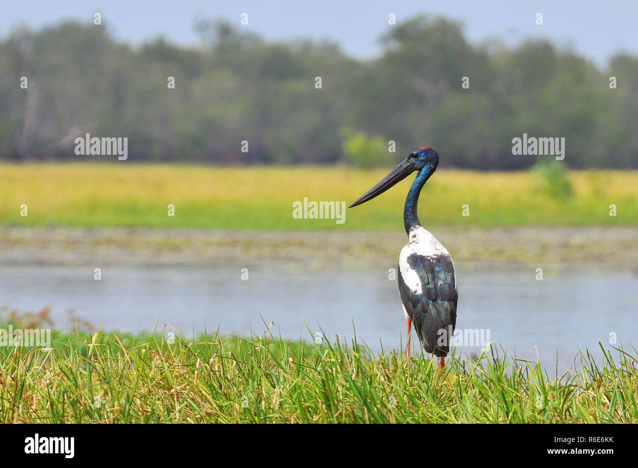 Die black-necked Stork (ephippiorhynchus Asiaticus) ist ein hohes Long-Necked waten Vogel in die Storchenfamilie, Kakadu National Park, Australien Stockfoto