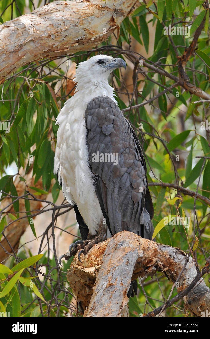 Die White-Bellied Seeadler (Haliaeetus Leucogaster), auch als White-Breasted Sea Eagle genannt, ist eine große Tagaktiven Raubvogel in der Familie Accipi Stockfoto