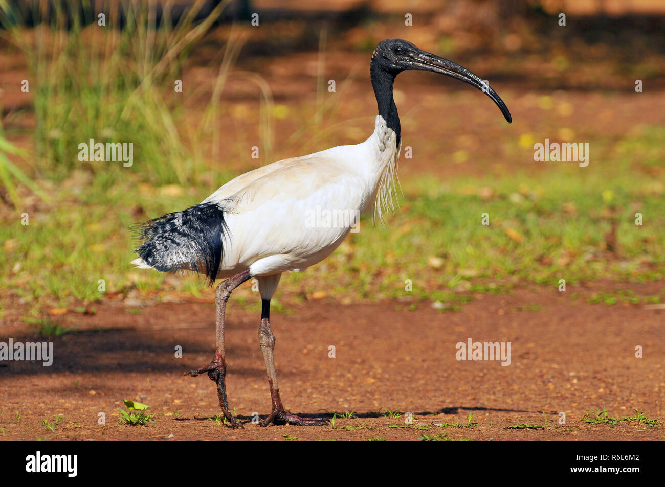 Die australische White Ibis (Threskiornis Molukken) ist ein Planschbecken Vogel des Ibis Familie, Kakadu National Park, Australien Stockfoto