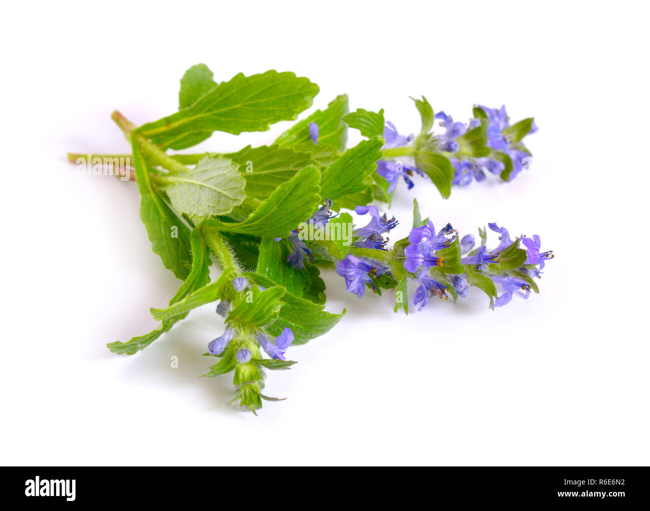 Ajuga auch verschieden als die frommen Bugle, blau Bugle bekannt, Genf bugleweed, blau bugleweed Stockfoto