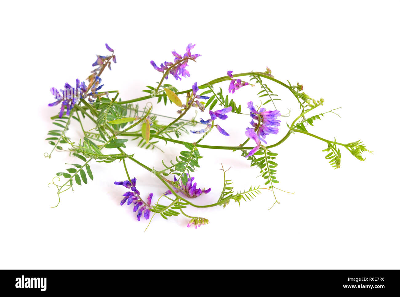 Vicia cracca (vogelwicke, Kuh vetch, Vogel vetch, blaue Wicke, boreale vetch) isoliert. Stockfoto