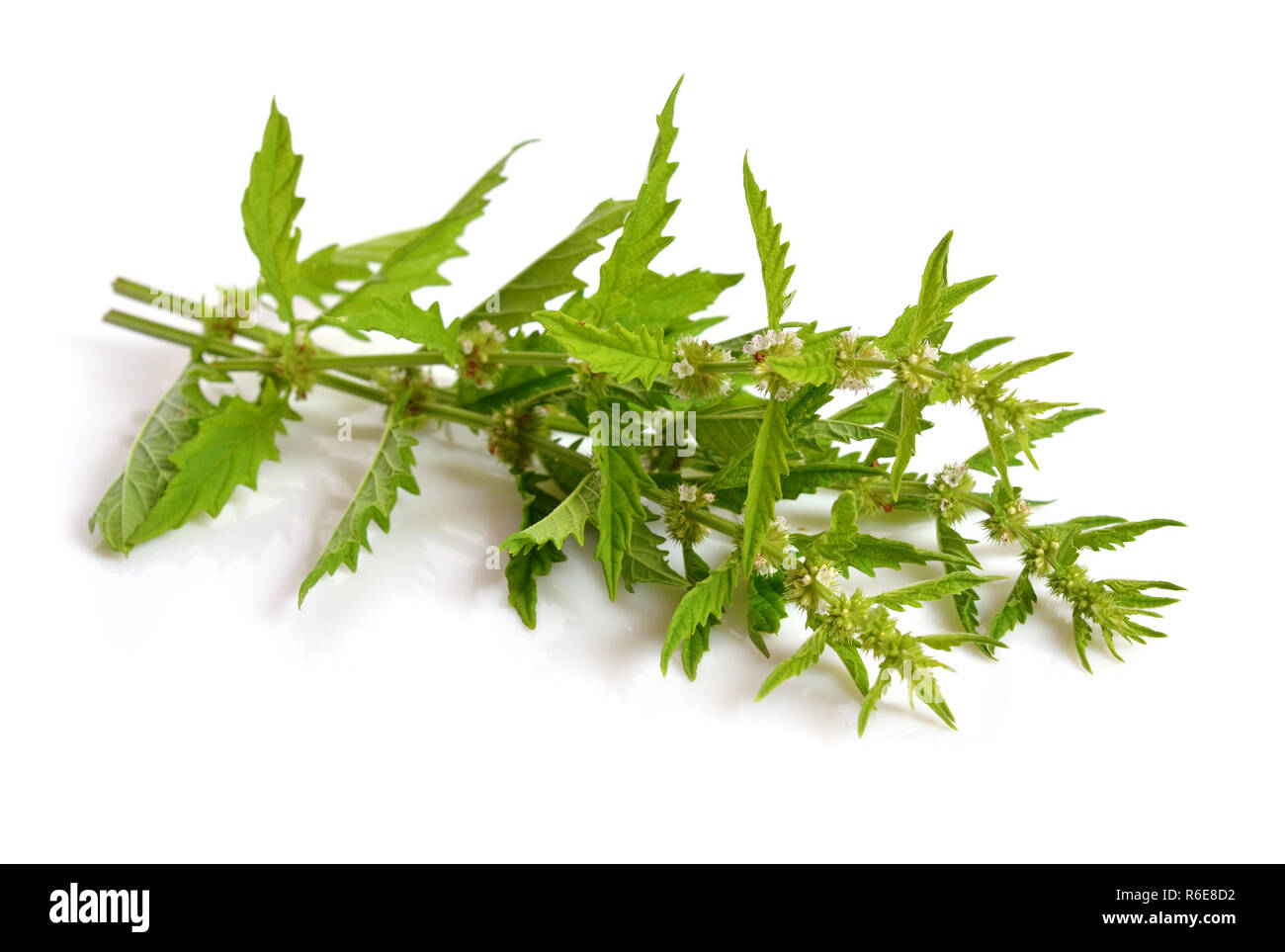 Lycopus europaeus, allgemeinen Namen gypsywort, gypsywort, bugleweed, Europäische bugleweed und Wasser horehound Stockfoto