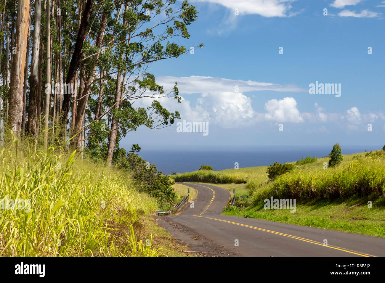 Pa'auilo, Hawaii - Eukalyptus Baumplantagen Linie eine Landstraße über dem Pazifischen Ozean. Tausende von Hektar eukalyptus Bäume gepflanzt wurden. Stockfoto