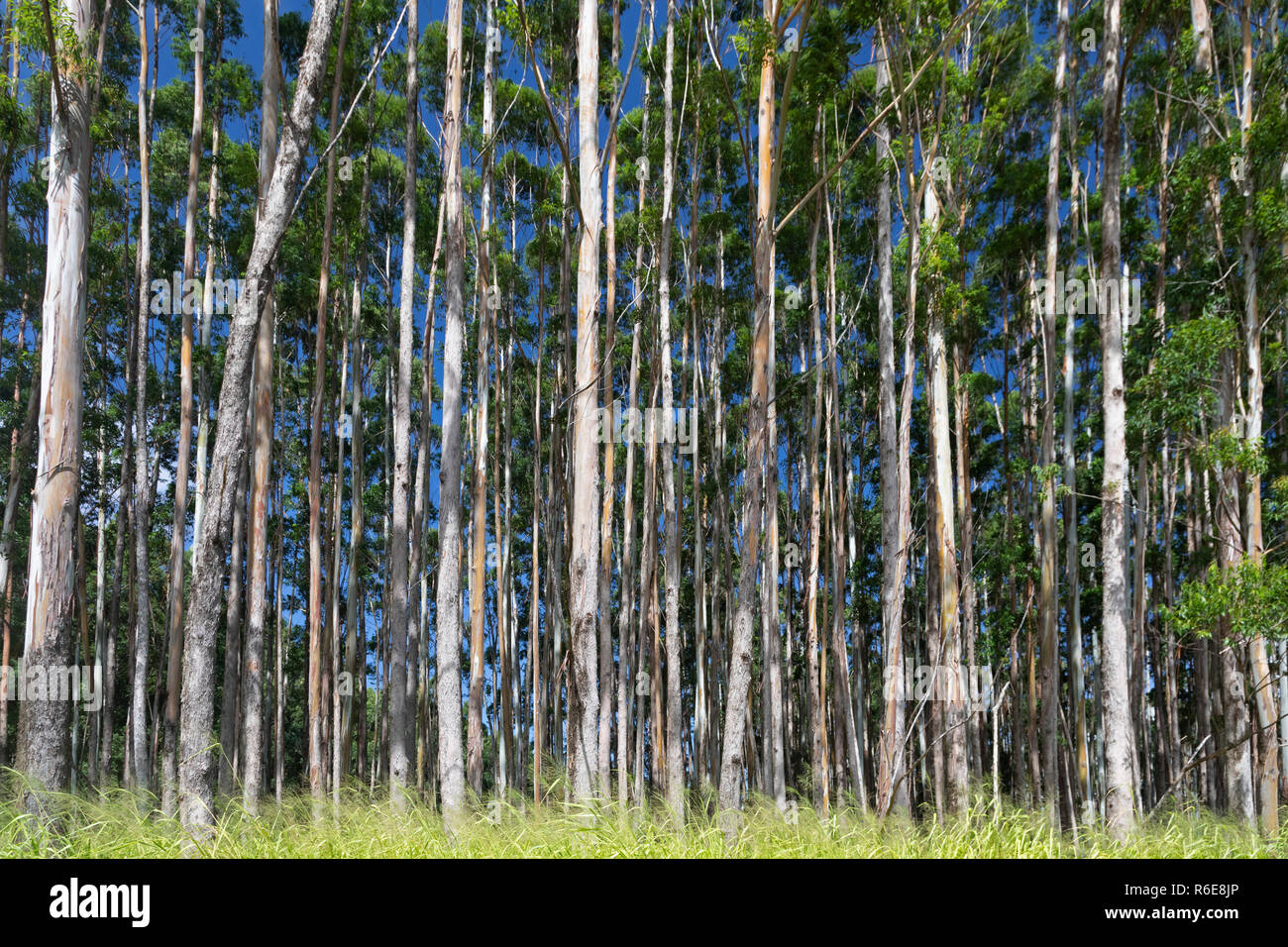 Pa'auilo, Hawaii - Eukalyptus Baumplantagen Linie eine Landstraße über dem Pazifischen Ozean. Tausende von Hektar eukalyptus Bäume gepflanzt wurden. Stockfoto