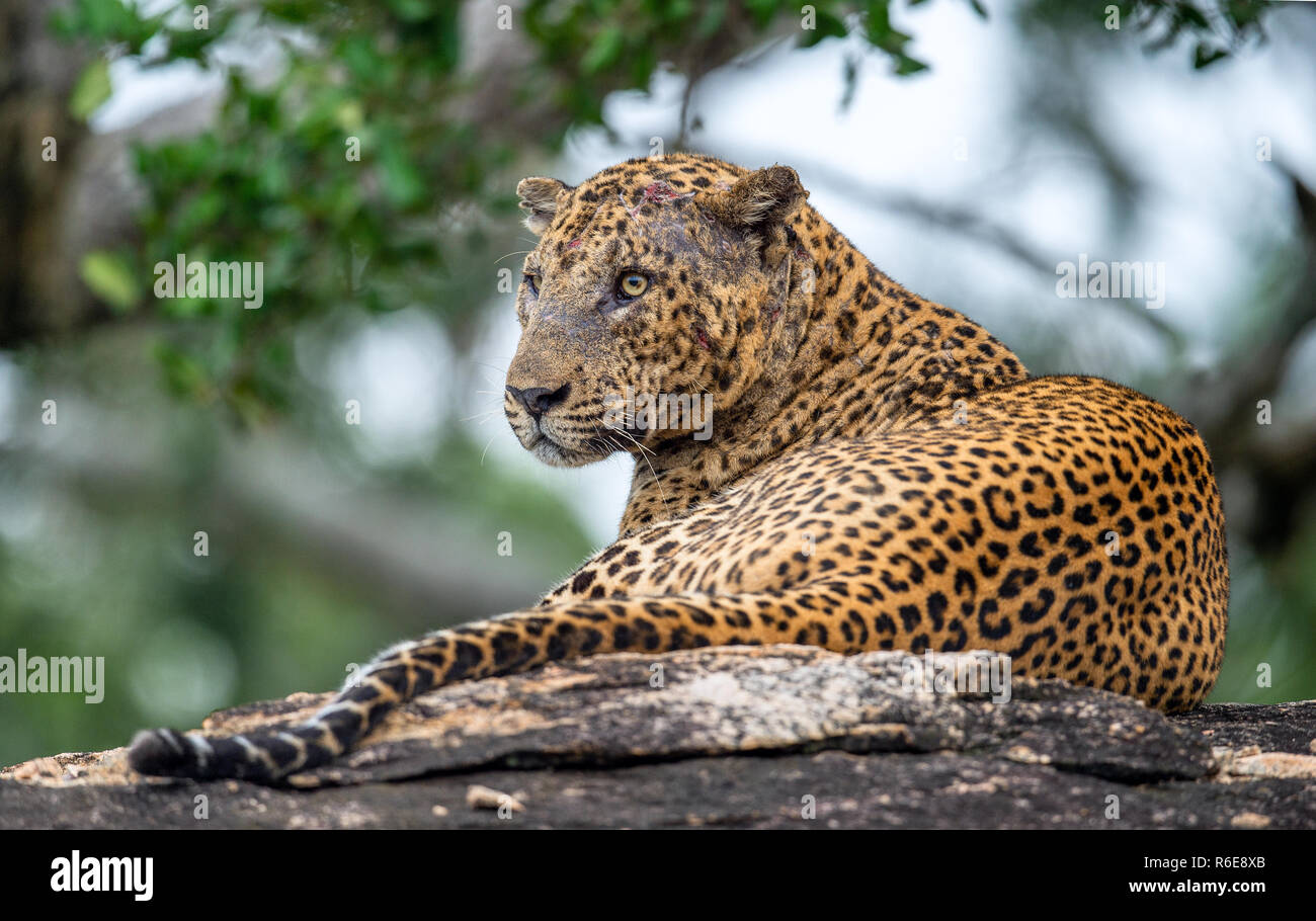 Alte Leopard männlich mit Narben auf dem Gesicht liegt auf dem Felsen. Die sri-lankische Leopard (Panthera pardus kotiya) männlich. Stockfoto