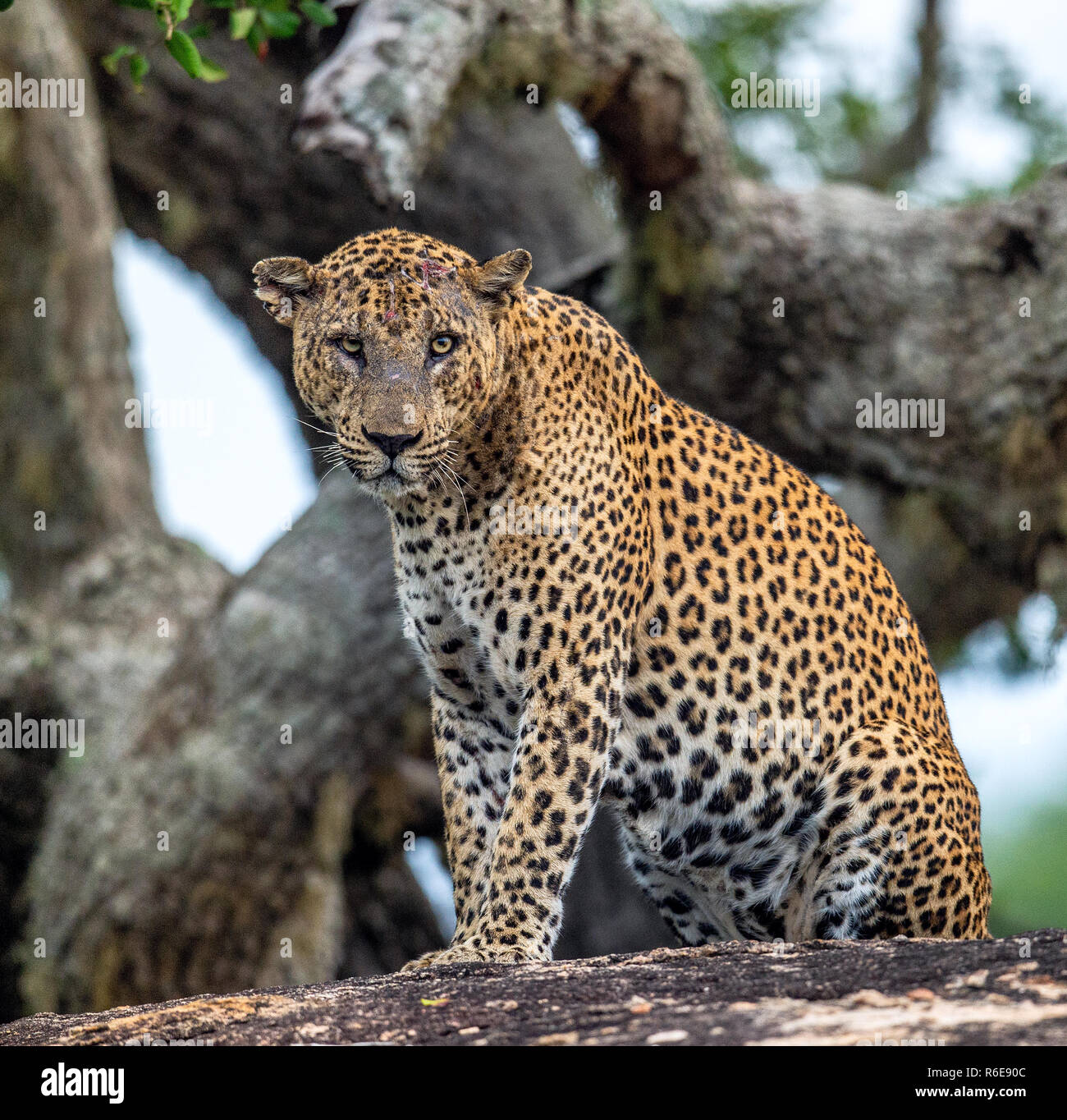 Alte Leopard männlich mit Narben auf dem Gesicht liegt auf dem Felsen. Die sri-lankische Leopard (Panthera pardus kotiya) männlich. Stockfoto