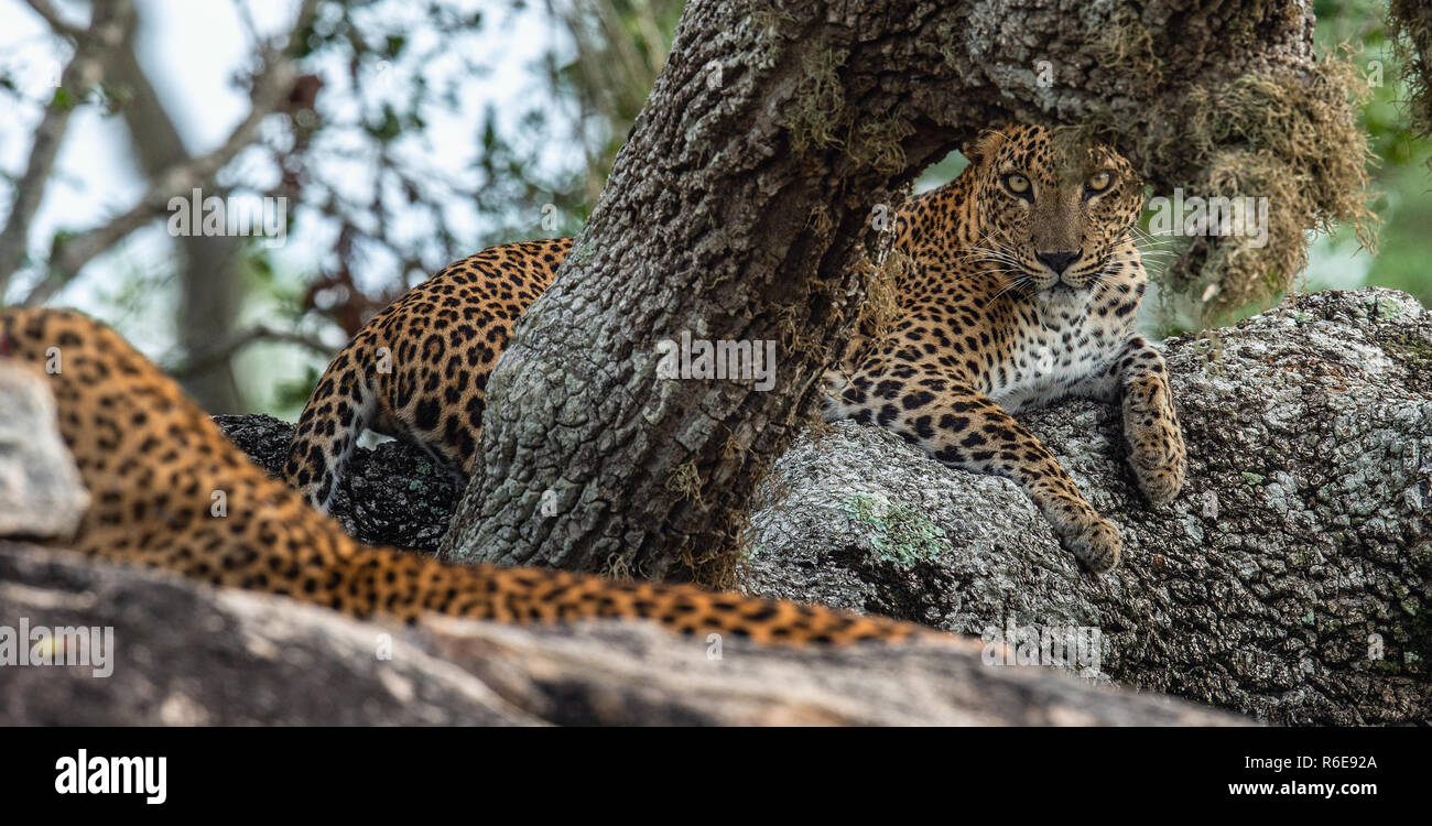 Leoparden auf einem Felsen. Die Weiblichen und Männlichen von Sri Lanka Leopard (Panthera pardus kotiya). Sri Lanka. Yala National Park. Stockfoto