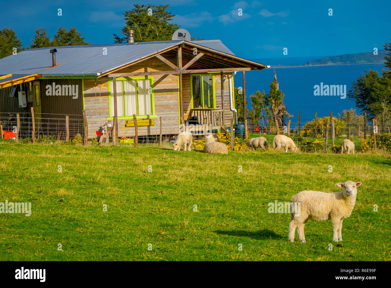 Im freien Blick auf den wunderschönen Schafe grasen auf den Wiesen mit einem Holzhaus Gebäude hinter in Chiloe, Chile Stockfoto