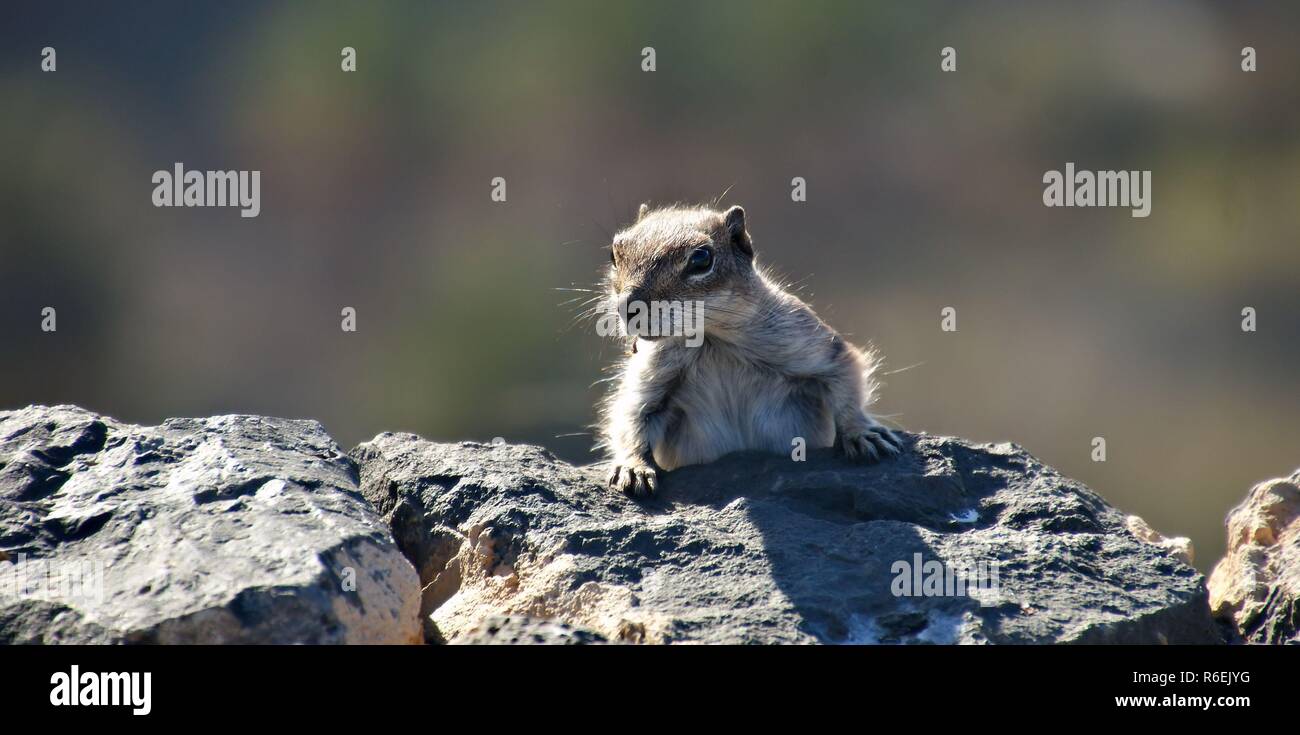 Streifenhörnchen Stockfoto