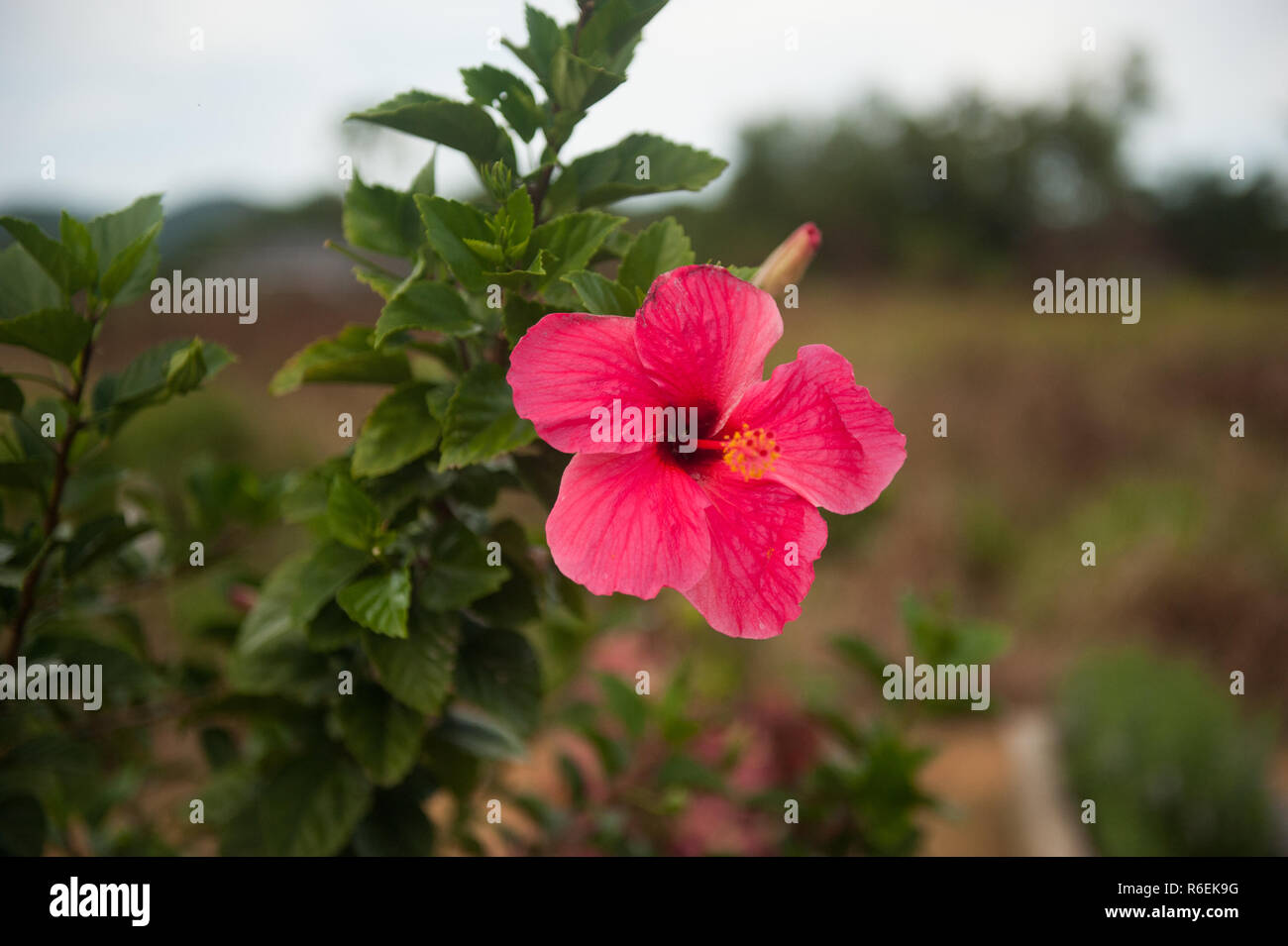 Malaysia nationale Blume Stockfoto