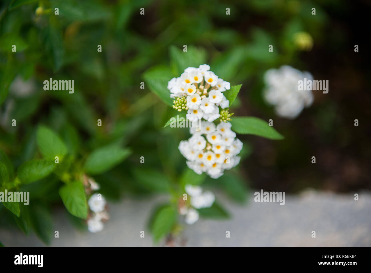 Einen kleinen weißen Kopf Blume Stockfoto Einen kleinen weißen Kopf Blume Stockfoto