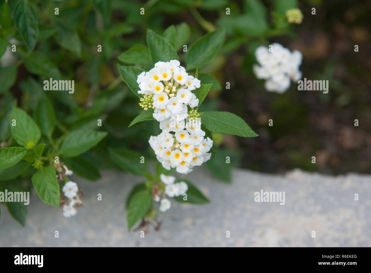 Einen kleinen weißen Kopf Blume Stockfoto Einen kleinen weißen Kopf Blume Stockfoto