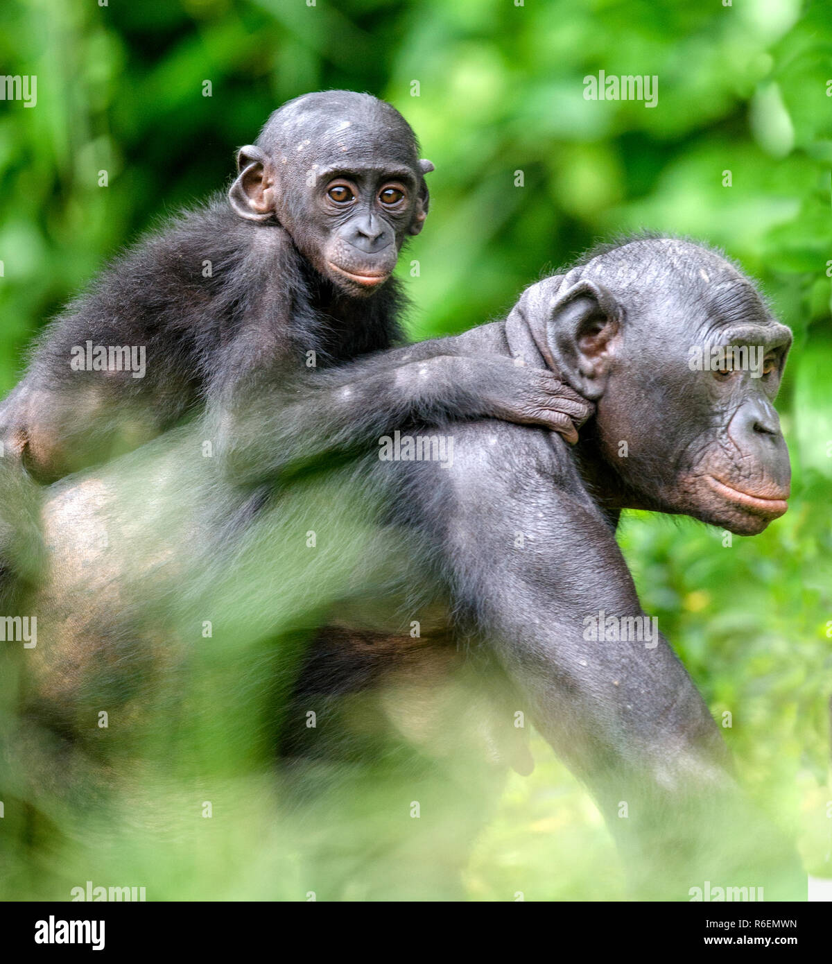 Close up Portrait von Bonobo Cub auf dem Rücken der Mutter im natürlichen Lebensraum. Grünen Hintergrund. Der Bonobo (Pan paniscus), die sog. Pygmy chimpa Stockfoto