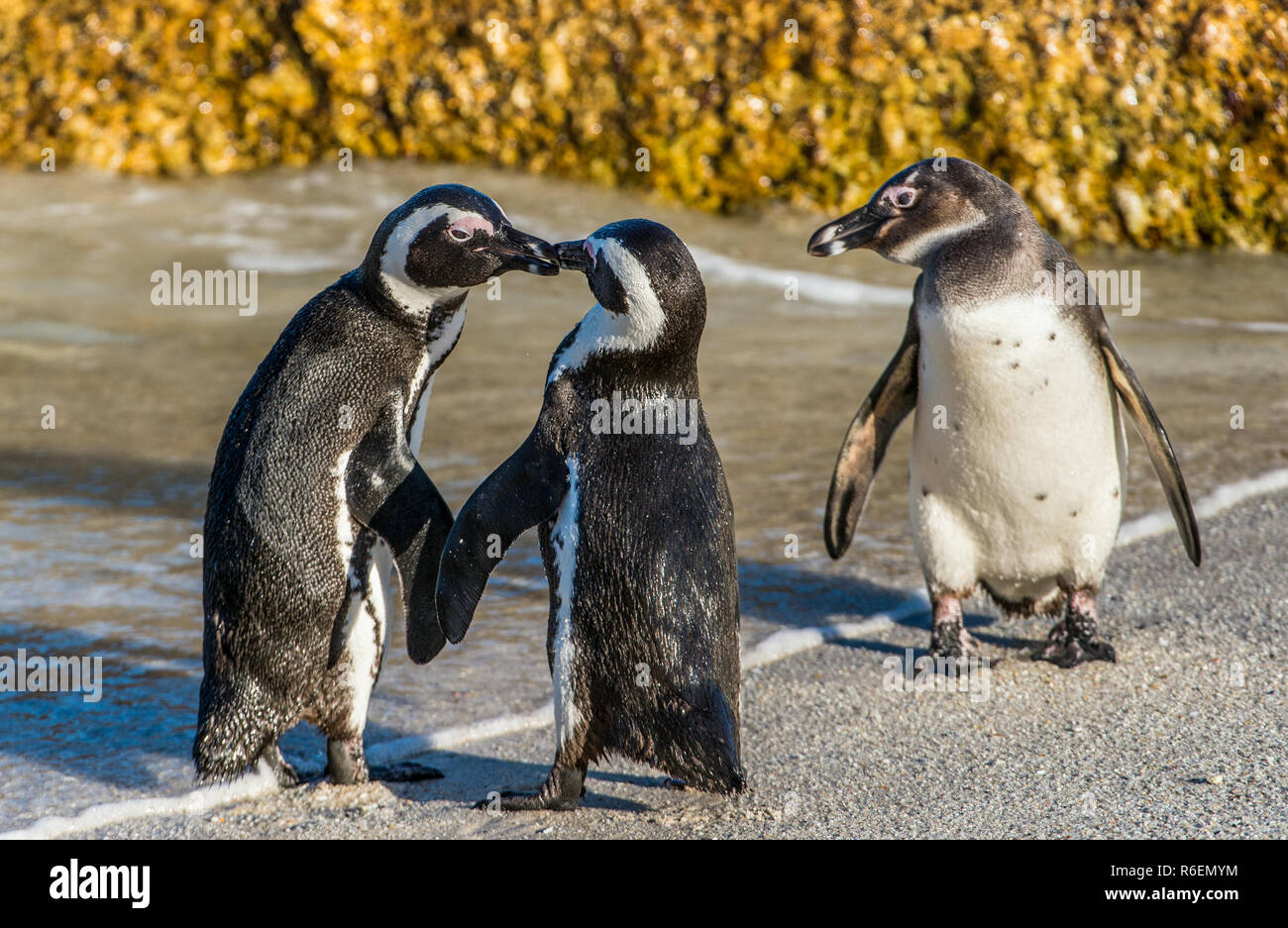 Küssen Afrikanischen Pinguinen am Strand. Afrikanische Pinguin (Spheniscus demersus) auch als die Brillenpinguine und Schwarz-füßiges Pinguin bekannt. Felsbrocken col Stockfoto