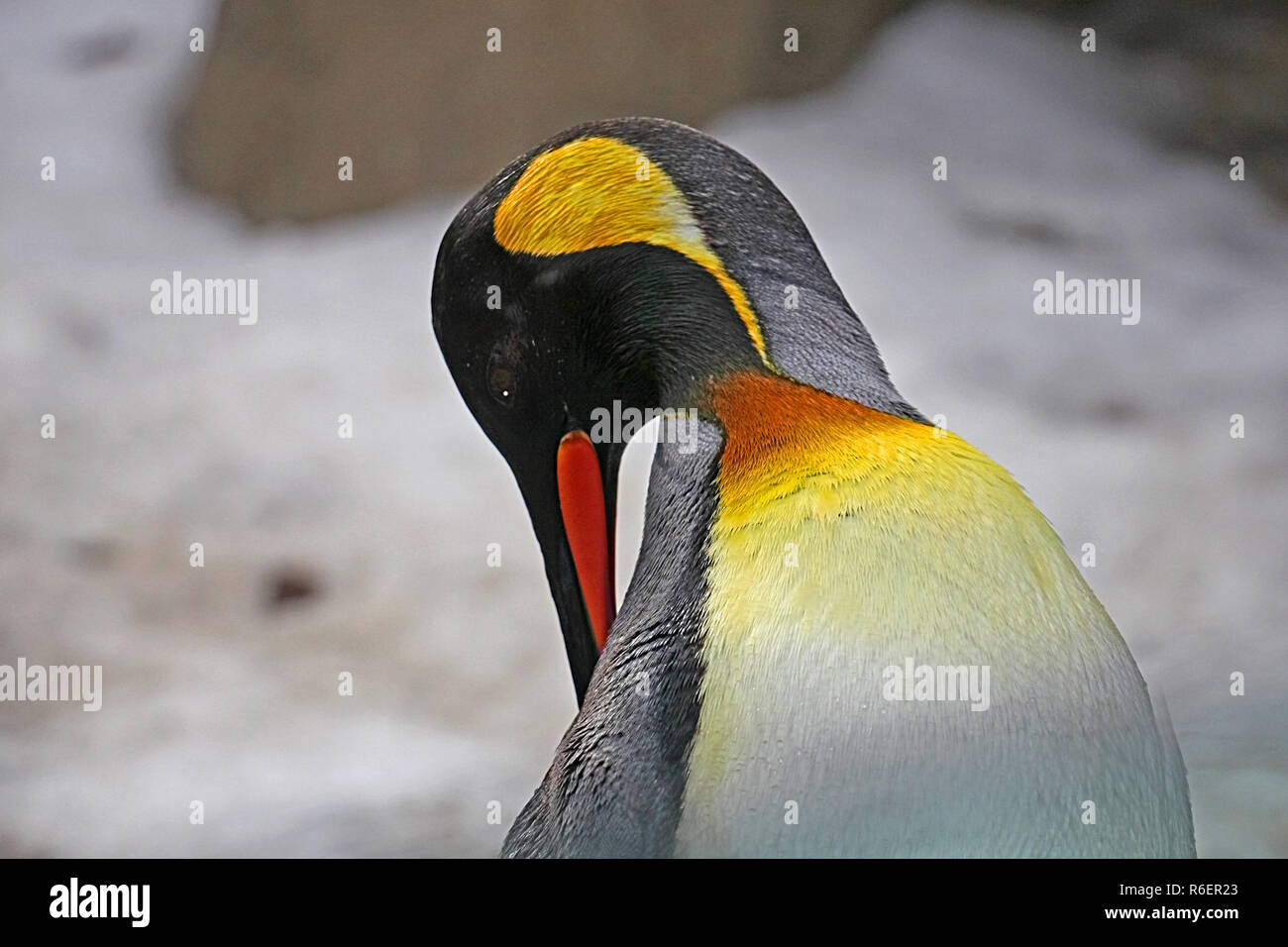 Calgary Zoo Königspinguine. Von der Antarktis nach Alberta, Kanada Stockfoto