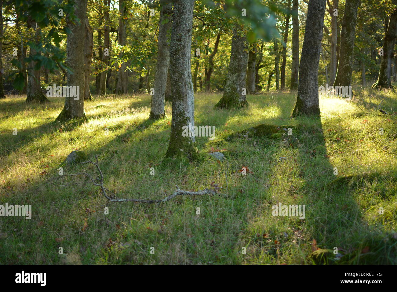 Holz an Pierrevert Stockfoto