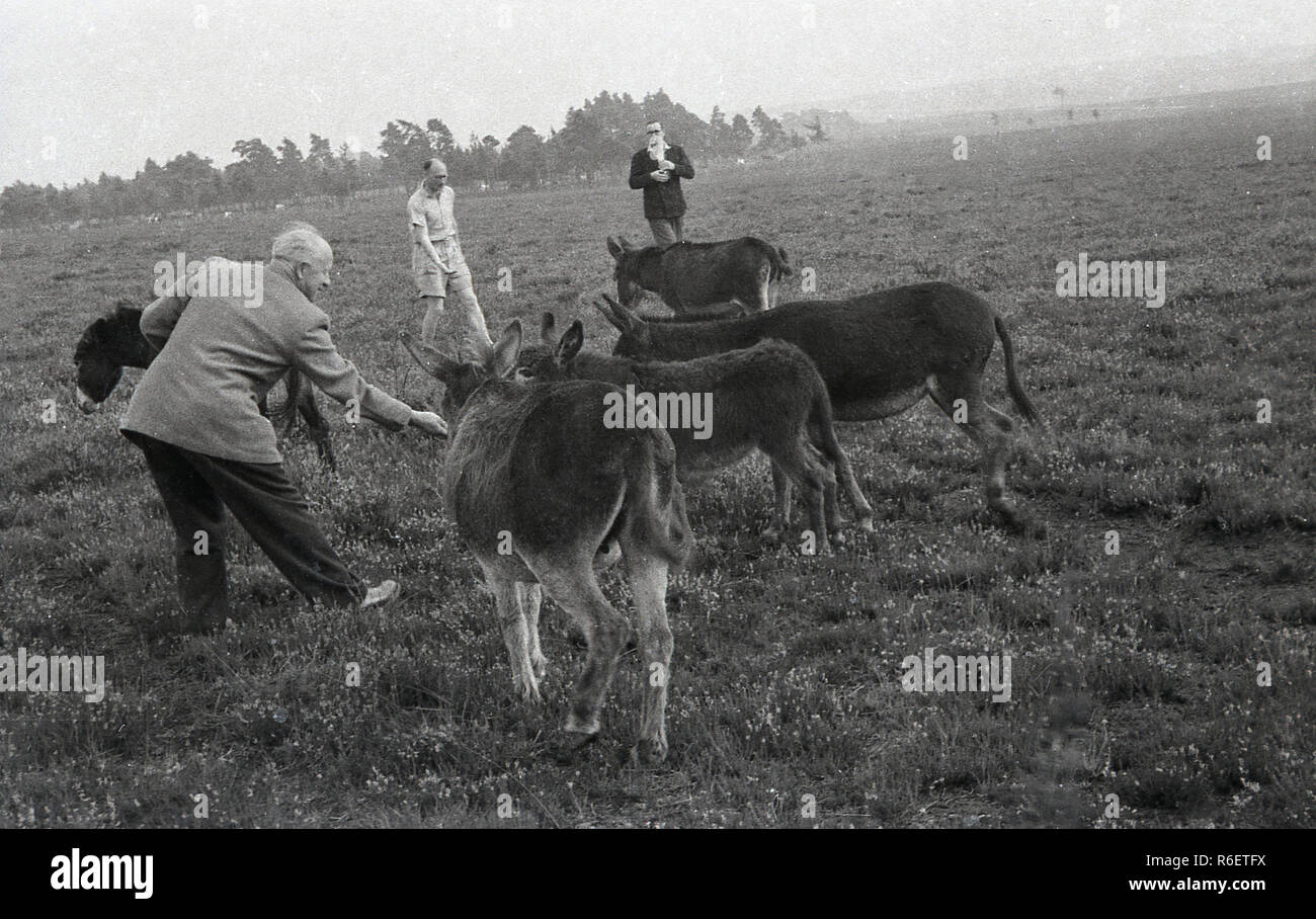 1950er Jahre, die Leute draußen auf moorlnd treffen einige wilde Ponys auf Exmoor, Somerset, England, UK. Stockfoto