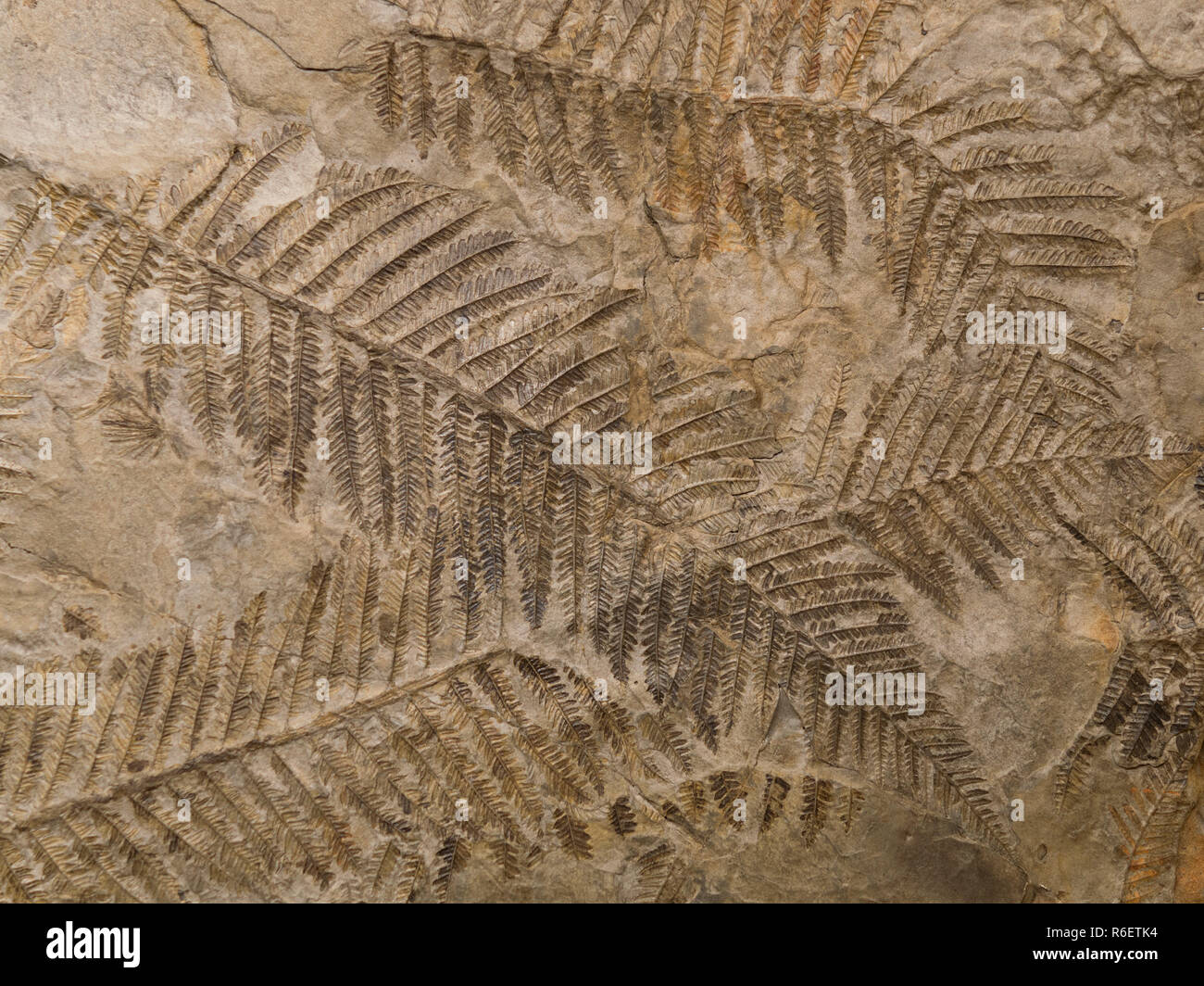 Versteinerte prähistorische Farne Wedel Impressum auf Stein Stockfoto