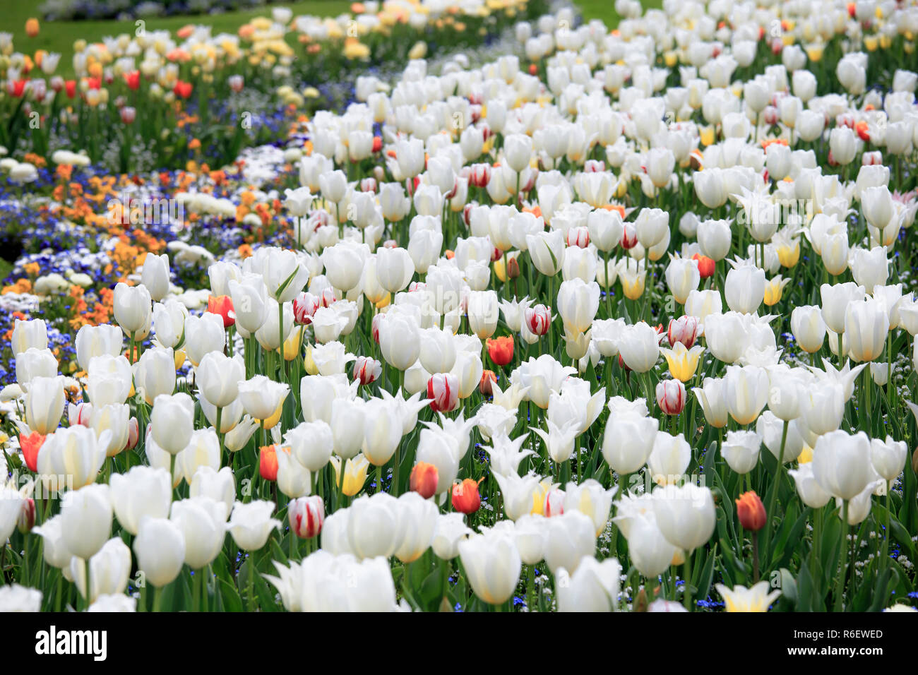 Frühlingswiese mit blühenden weißen und bunten Tulpen - Soft Focus Stockfoto