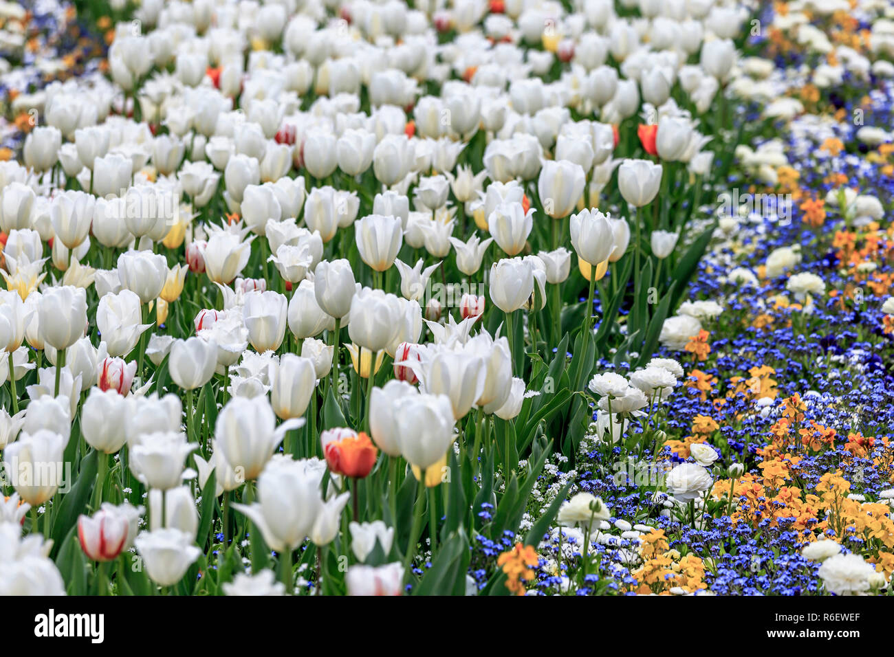 Frühlingswiese mit blühenden weißen Tulpen und bunten Blumenrabatten Stockfoto