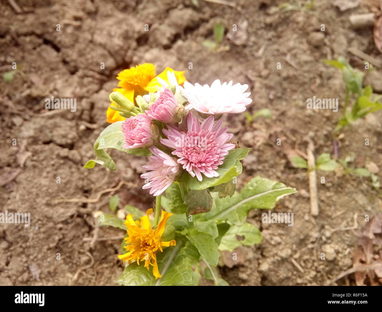 Schöne natürliche Bild Stockfoto