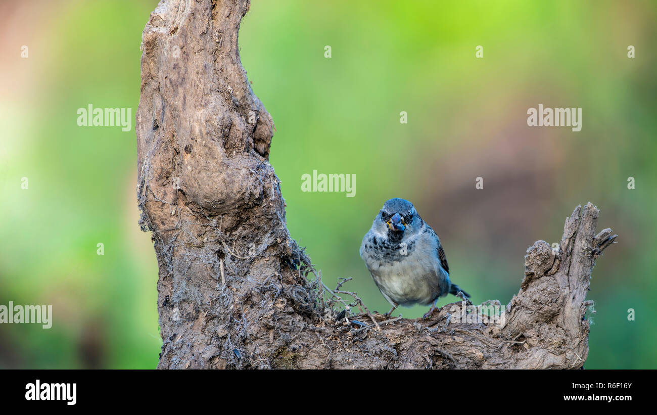 House Sparrow, Passer domesticus, auf alten Baumstumpf thront. Stockfoto