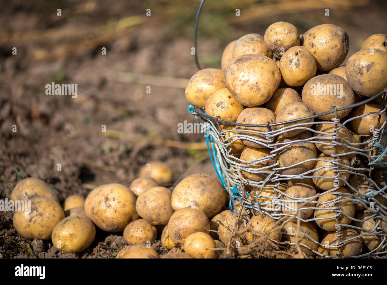 Verdrahtet, Weidenkorb voller frisch dreckig neue Kartoffeln auf dem Feld  gegraben, Boden während Gemüse Ernte im Herbst. Die Bauern, die auf Land an  countrysid Stockfotografie - Alamy