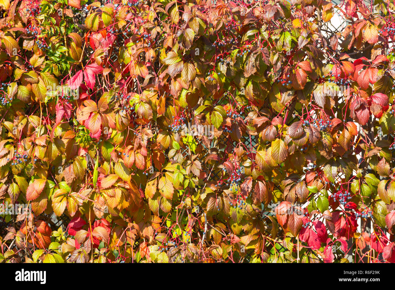 Rote Blätter von wilden Trauben im Park, Herbst Stockfoto