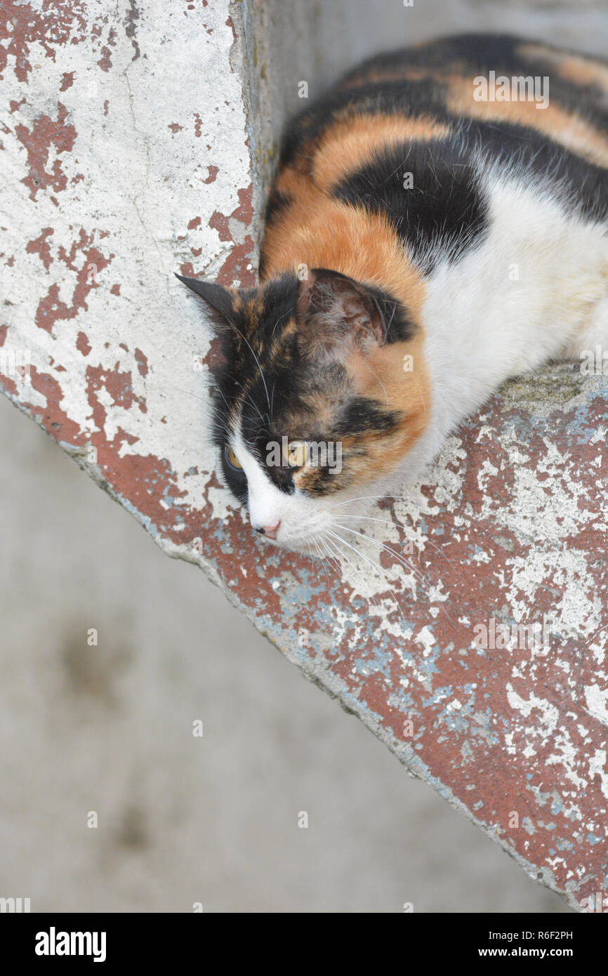 Bunte Katze ruht auf alte Treppen Stockfoto