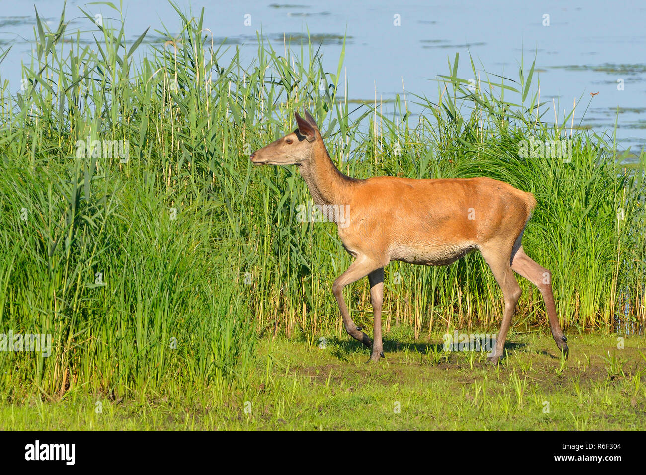 Red deer Stockfoto