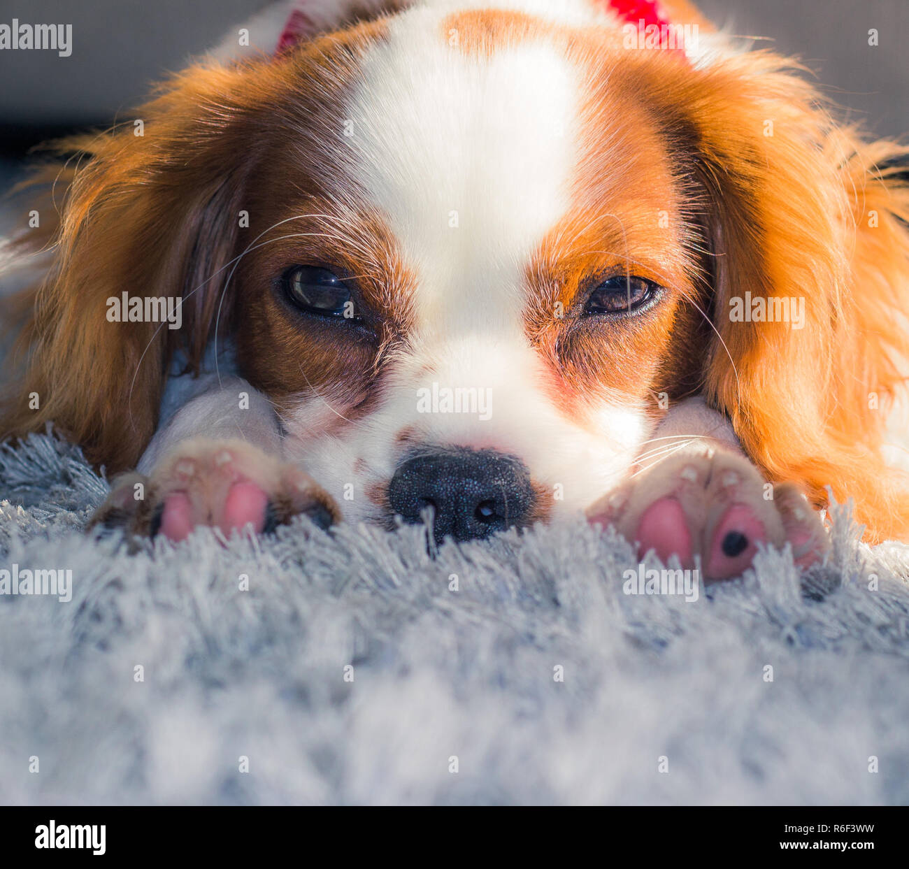 Ein schöner Schuß eines blenheim Cavalier Welpen eine Pause auf einem struppigen grauen Teppich Stockfoto