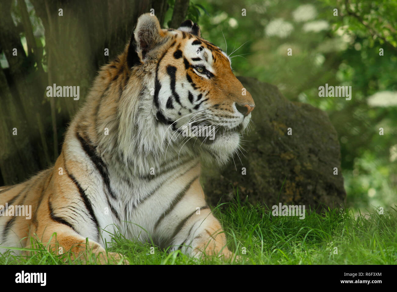 Gemustertes Fell Stockfotos Gemustertes Fell Bilder Alamy
