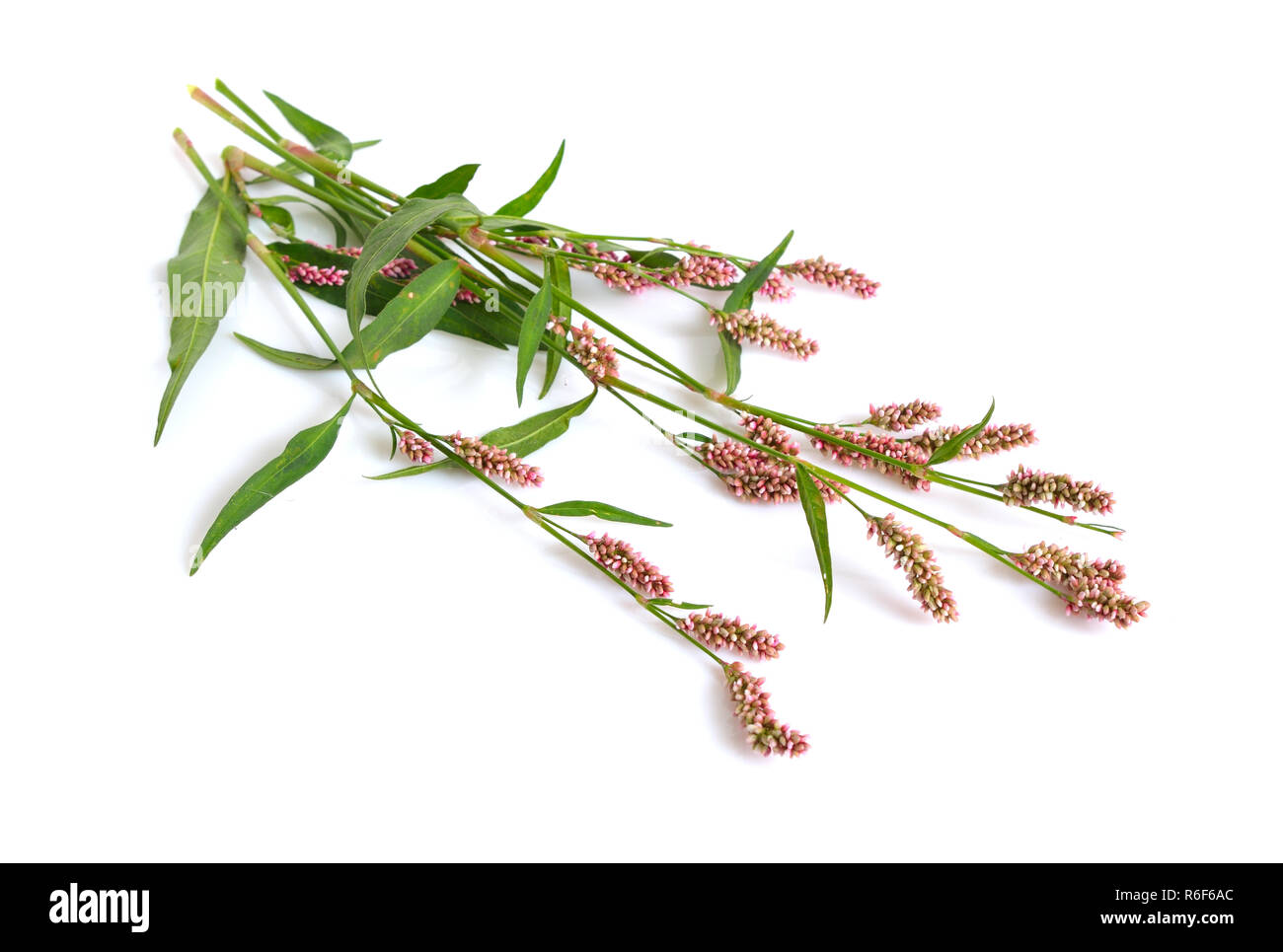 Persicaria Maculosa. Der Daumen gemeinsamen Namen Dame, getupft Lady's Daumen, Jesusplant und Rotschenkel. Isoliert. Stockfoto