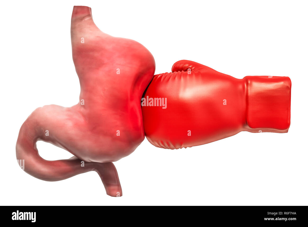 Schmerzen in Magen, Darm, Magen Krankheit Konzept. Menschlichen Magen mit Boxhandschuh. 3D-Rendering auf weißem Hintergrund Stockfoto