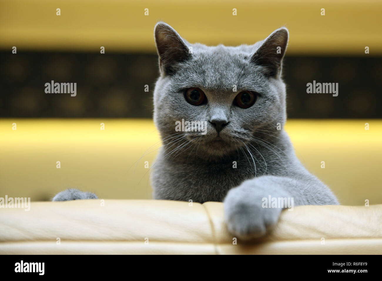 Eine sehr freundliche und intelligente britische Katze Stockfoto