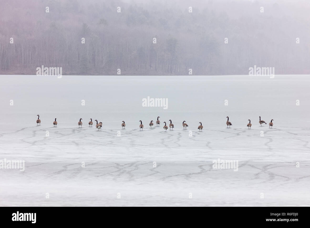 Eine Menge der kanadischen Gänse auf einem zugefrorenen See in Dorchester Park, Whitney Point, New York. Stockfoto