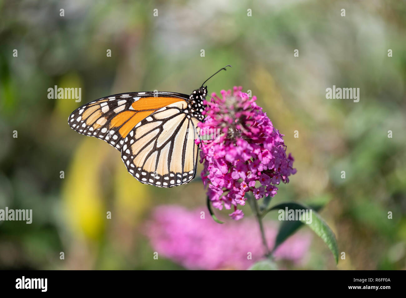 Monarch Butterfly, Danaus plexippus, Fütterung auf Butterfly bush Blumen, buddleja oder Buddleie während der südlichen Migration im Oktober. Kansas, USA Stockfoto