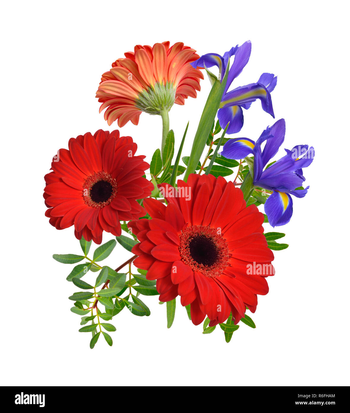 Zusammensetzung mit roten Gerbera und Iris Blumen. Isoliert. Stockfoto