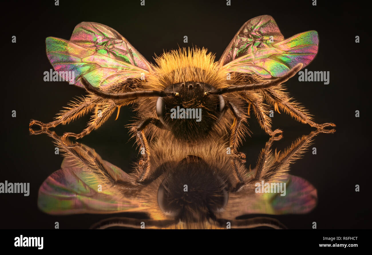 Extreme Vergrößerung - Honig Biene im Spiegel Stockfoto