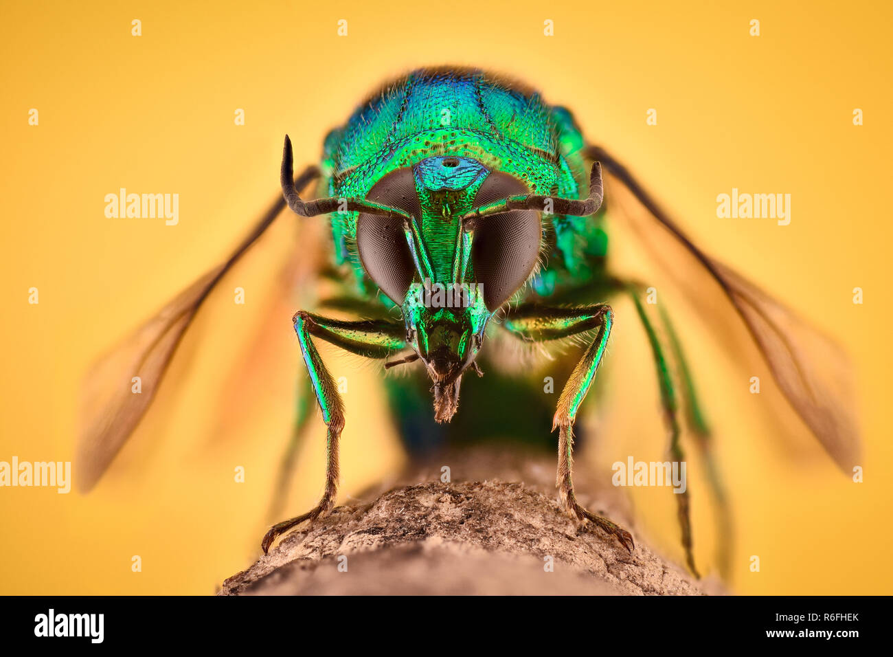 Extreme Vergrößerung - Kuckuck Wasp Stockfoto