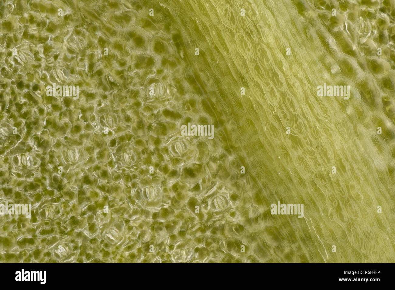 Extremer Vergrößerung - Stomatas in ein grünes Blatt Stockfoto